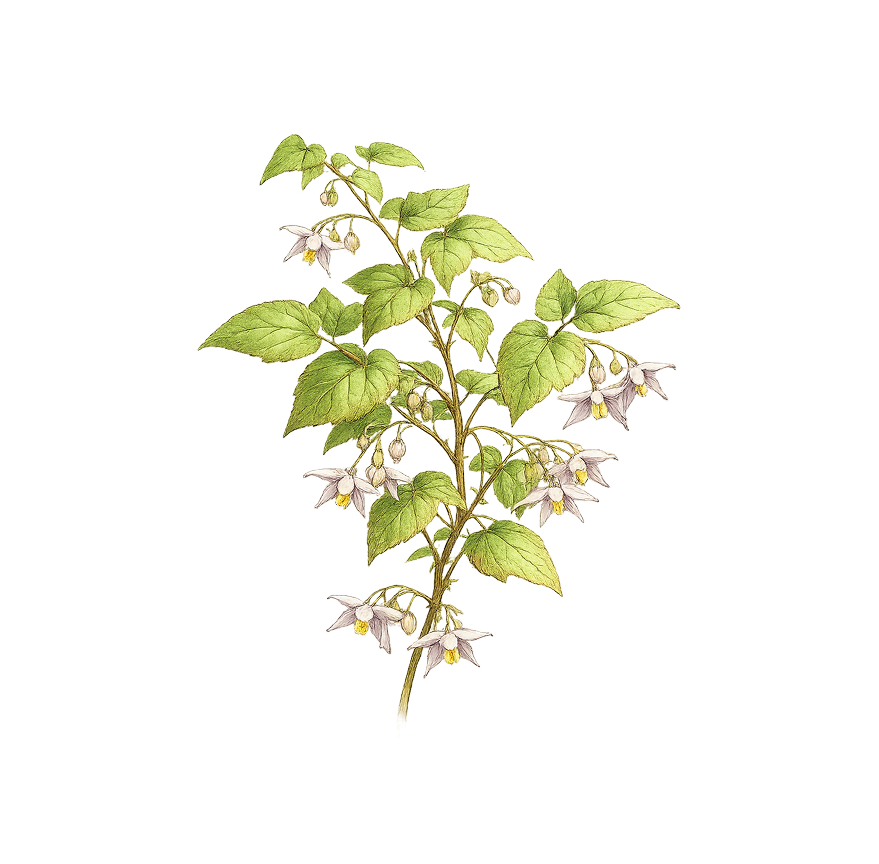 Epimedium botanical
